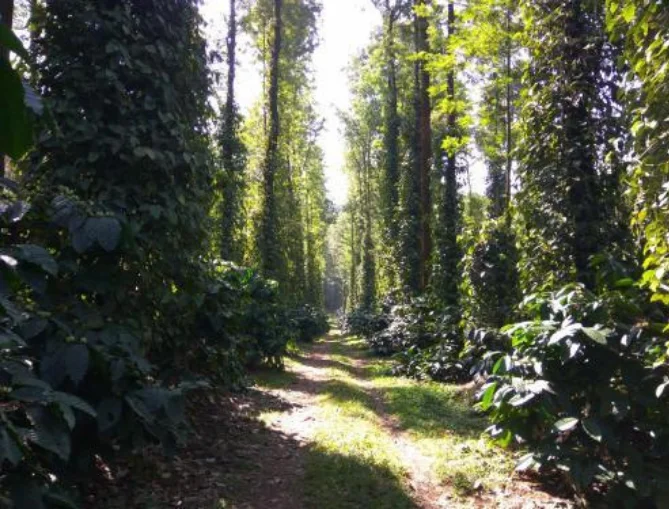 Coffee Farm Tour in Coorg
